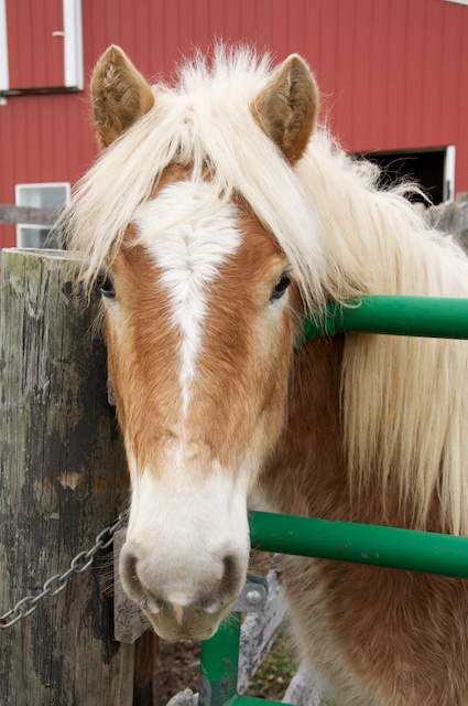 Max Haflinger